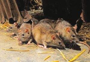 11905 Lassa fever