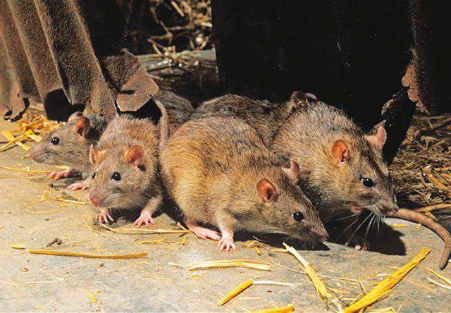 11905 Lassa fever