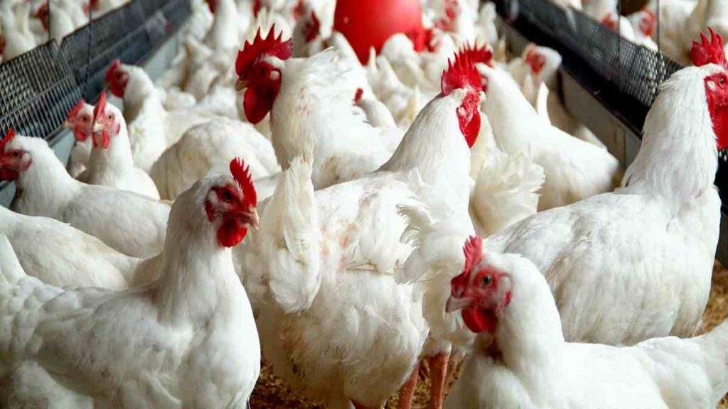 13195 pan warns farmers using antibiotics in raising chickens other birds