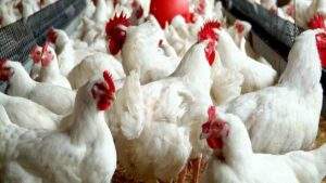 13195 pan warns farmers using antibiotics in raising chickens other birds