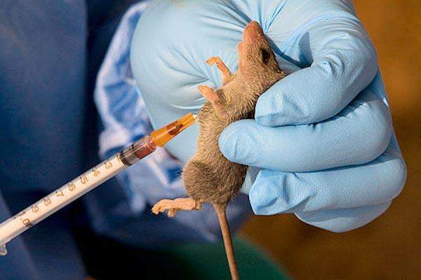 14179 lassa fever nigeria records 244 cases 37 deaths in 16 states fct