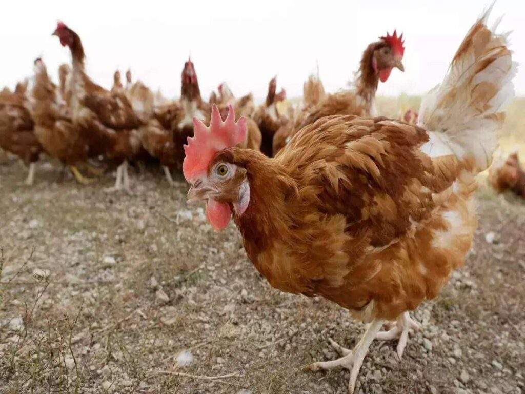 3982 fg confirms outbreak of bird flu in 28 states