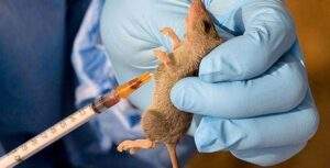 15619 LASSA FEVER