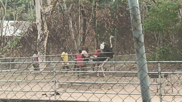 20244 disquiet in imo zoo over alleged relocation of animals to jos 20244 disquiet in imo zoo over alleged relocation of animals to jos