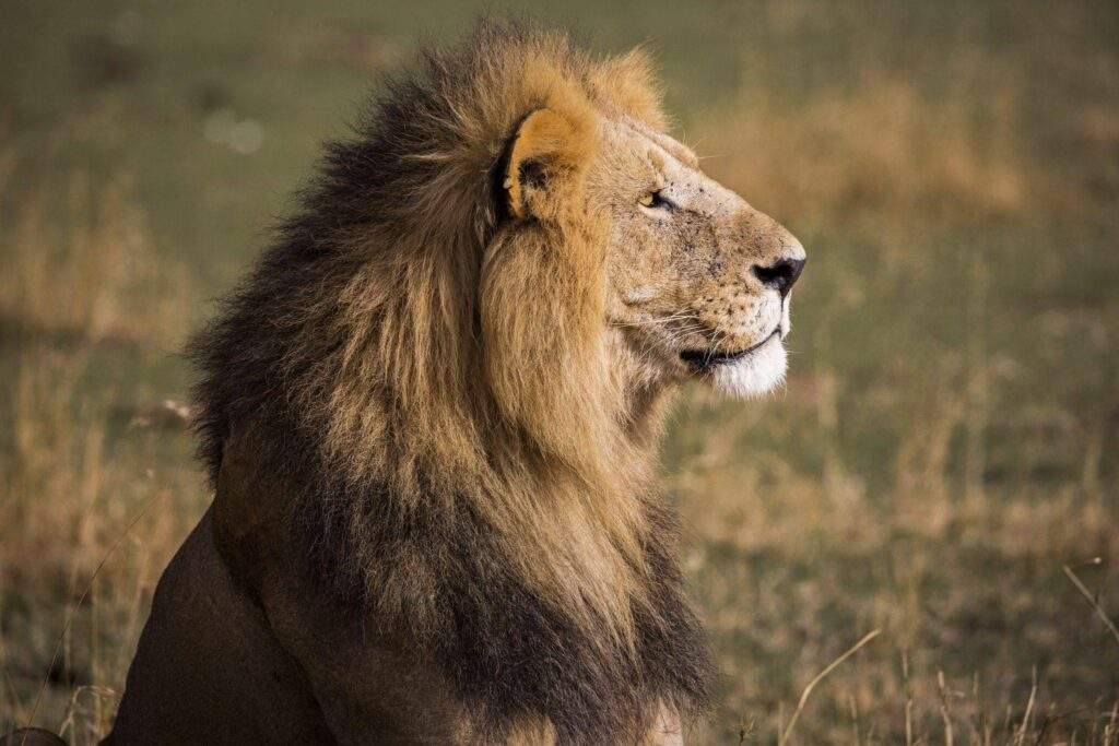 24023 partnerships key to protecting wildlife in nigeria wild africa fund