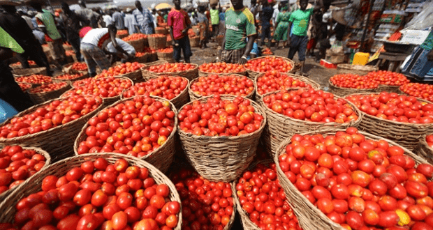24805 govt policies may affect shortage of tomato growers