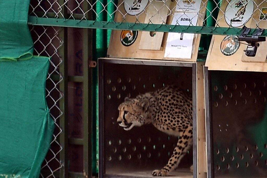 28205 cheetahs back in india wild after 70 years