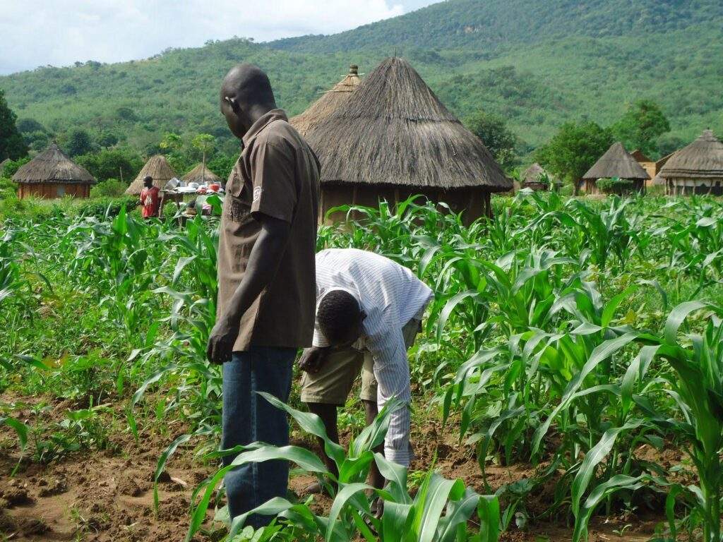 28766 ncri warns farmers against rushing to plant after first rain to prevent losses