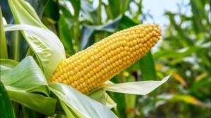 34167 govt group unveil disease resistant hybrid maize for farmers