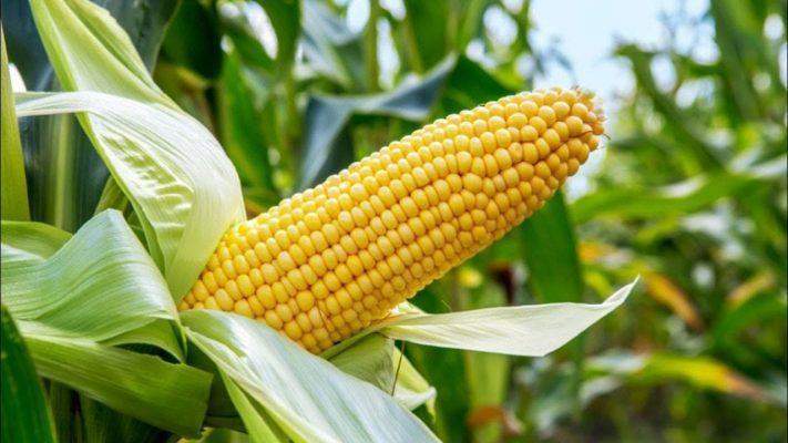 34167 govt group unveil disease resistant hybrid maize for farmers