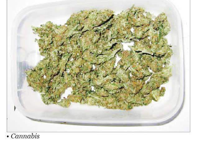 38416 ndlea arrests suspect with 228kg of cannabis in ondo