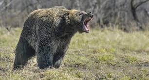 42091 bear kills jogger in italy