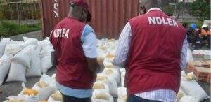 43072 ndlea arrests surinamese with 9 9kg cocaine concealed in condoms