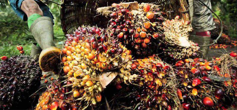 44262 oil palm experts seek increased investment to halt importation