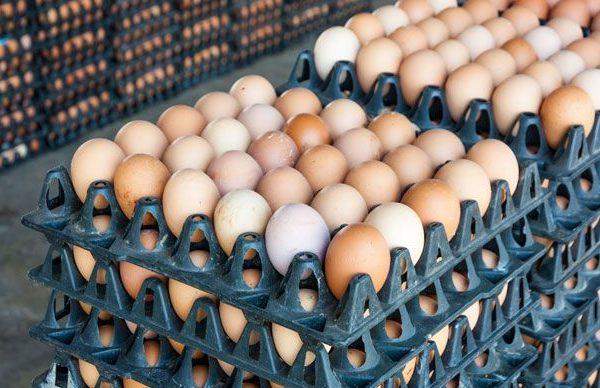 44544 lagos plateau mop up 450000 eggs to address glut in poultry sector