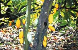 44713 firm donates two million cocoa seedlings to ondo farmers