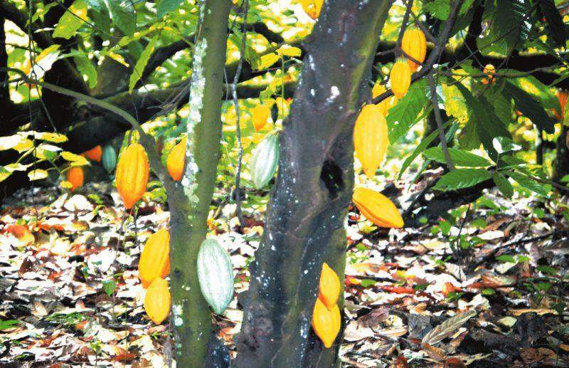 44713 firm donates two million cocoa seedlings to ondo farmers
