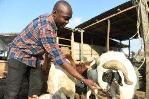 45051 experts identify insects earthworms as alternative feeds for livestock