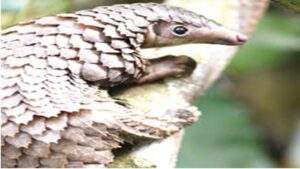47875 pangolins face extinction as poachers defy official crackdown