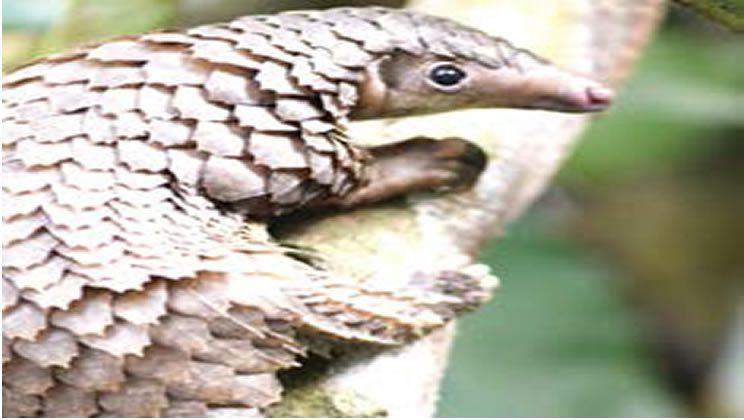 47875 pangolins face extinction as poachers defy official crackdown