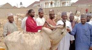 48635 eid el fitri reps member elect donates 59 cows to constituents in zamfara