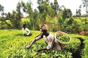 49548 ecowas signs e1 3m sustainable farming deal