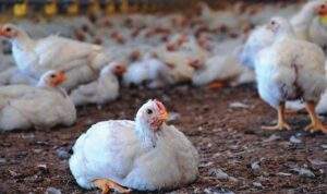 49733 poultry farmers seek fgs intervention to save industry