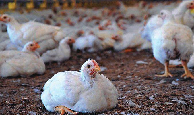 49733 poultry farmers seek fgs intervention to save industry