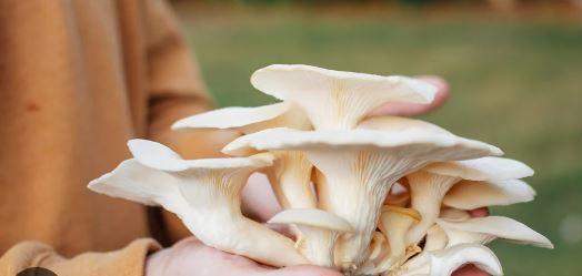 49834 nigeria can earn n1tn from mushrooms annually don