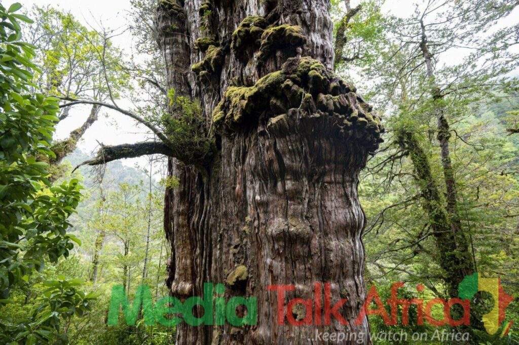 50240 worlds oldest tree able to reveal planets secrets