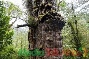 50240 worlds oldest tree able to reveal planets secrets