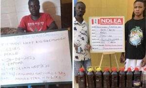 50918 ndlea arrests cripple in edo ex convict in adamawa for drug trafficking