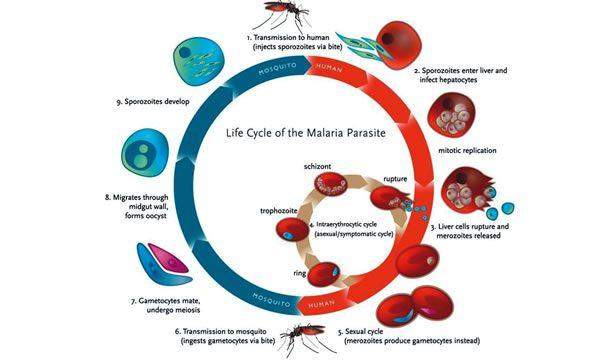 51946 world malaria day make treatment free for children expert tells govt