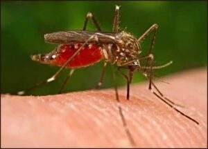 52119 nigerians developing resistance to malaria medical doctor