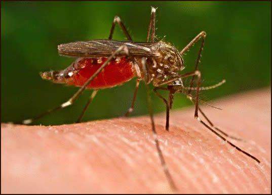 52119 nigerians developing resistance to malaria medical doctor