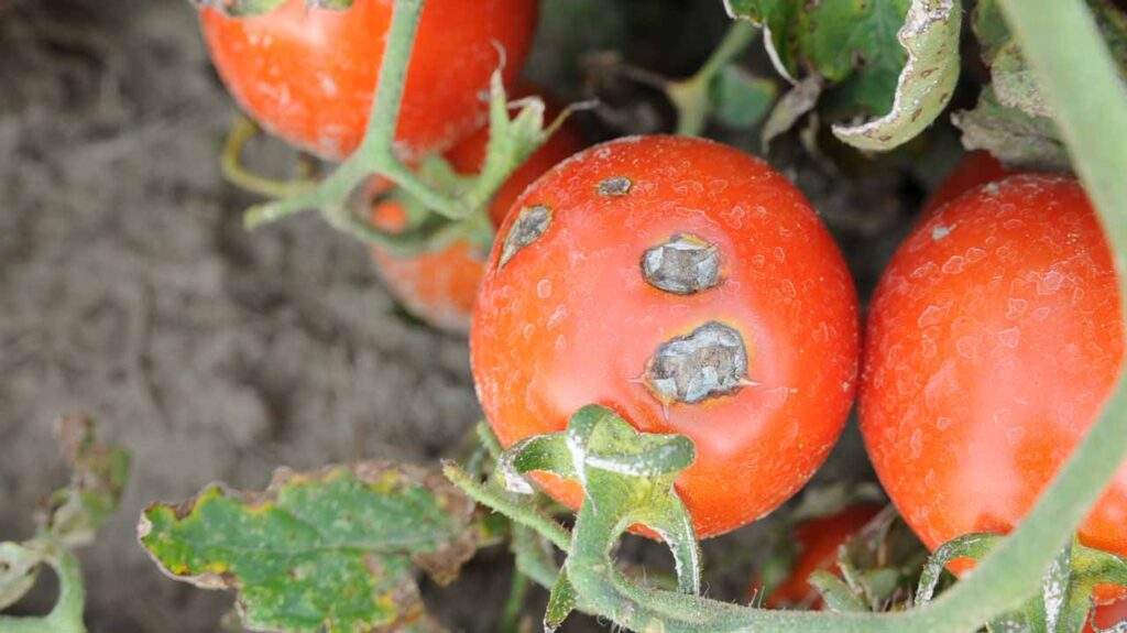 52591 tuta absoluta disease ravages over 300 tomato farms worth n1 3 billion in kano