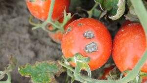 52591 tuta absoluta disease ravages over 300 tomato farms worth n1 3 billion in kano