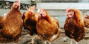 53629 fg gives no vaccination policy nod to bird flu