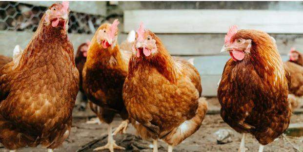 53629 fg gives no vaccination policy nod to bird flu