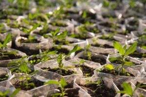 54522 ogun to plant one million trees in forest reserves