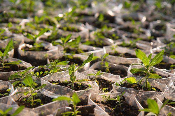 54522 ogun to plant one million trees in forest reserves