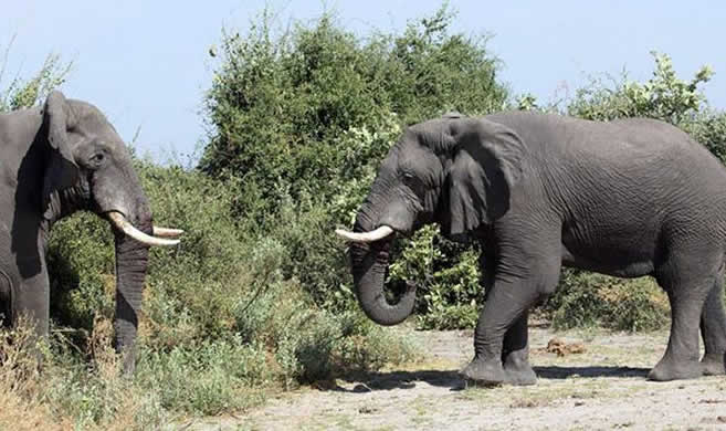55346 india captures rice raiding elephant after six killed