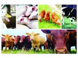 56167 livestock accounts for over 40 of global agric gdp fg