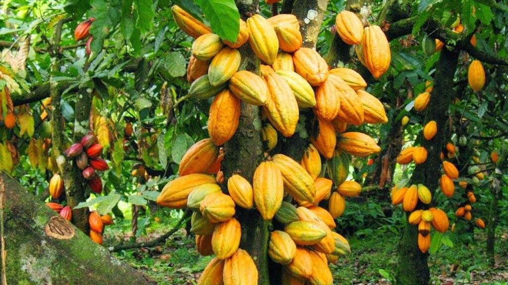 58569 criver farmers receive hybrid cocoa seedlings chemicals to boost production