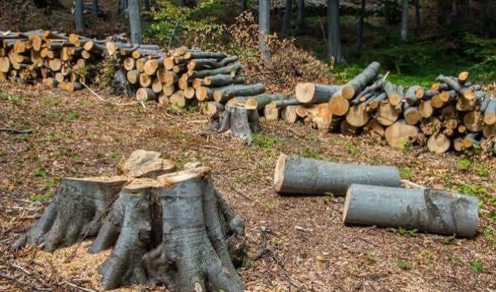 59031 jigawa govt bans tree felling for firewood charcoal 59031 jigawa govt bans tree felling for firewood charcoal