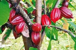63124 cfan and tinubu to revive cocoa production in nigeria