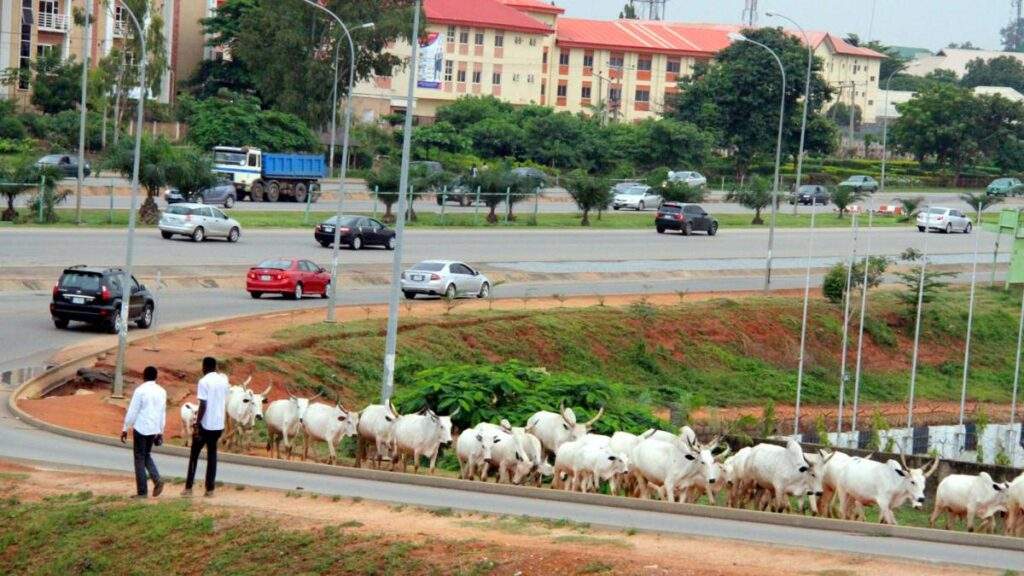 65781 miyetti allah promises no cows will roam abuja during tinubus inauguration