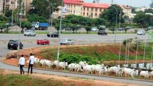 65781 miyetti allah promises no cows will roam abuja during tinubus inauguration