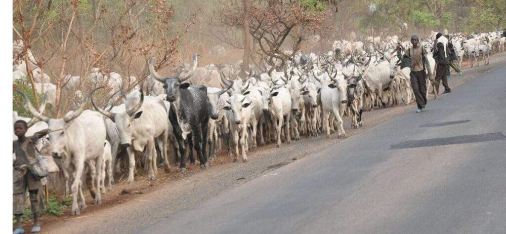 66367 cattle breeders accuse buhari of failing to secure their lives and properties