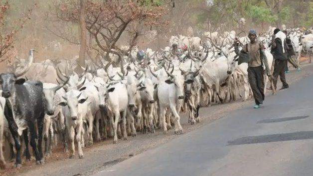 66503 herders speak up against buharis administration